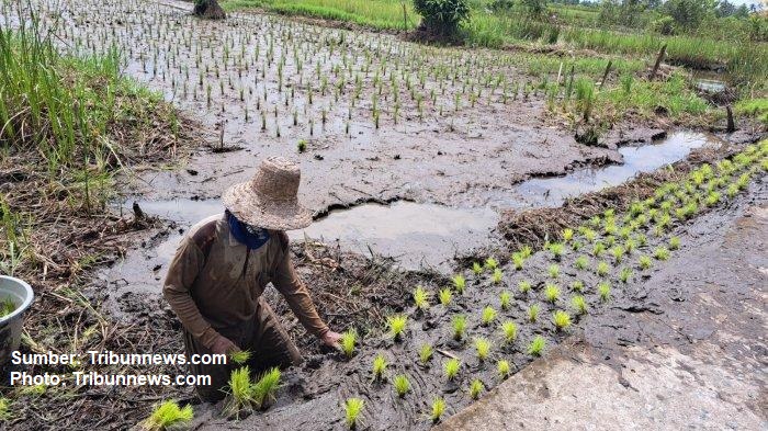 Petani Banjarmasin Selatan